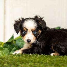 Poppy - Black tri female Toy Australian Shepherd puppy in Granbury, Texas from Best Little Aussies