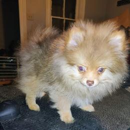 Boy 1 - Orange sable male Pomeranian puppy in Albany, New York from K&A Little Wonder's