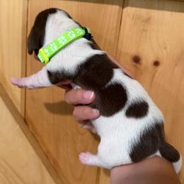 CKC Boy 1 green - Piebald male Dachshund puppy in Grand Valley, Pennsylvania from Dachshunds on the Hill