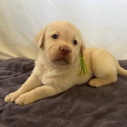 Lime - Yellow male Labrador Retriever puppy in Big River, California from Cozy Acres Farm Labradors