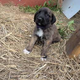Girl 3 - Brindle female Anatolian Shepherd Dog puppy in Cleveland, Minnesota from Schmahl Family Farms