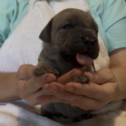Girl 1 - Fawn female Cane Corso puppy in Dayton, Oregon from BlackStar Cane Corso
