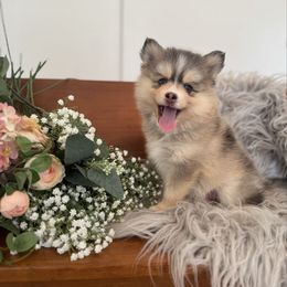 Greyson - Gray and white male Pomsky puppy in La Verne, California from Red Cedar Pomskies