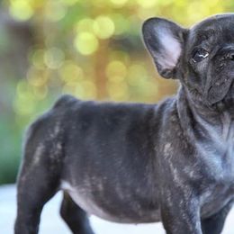 French Bulldogs from FrenchBulldog_AKC
