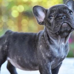 French Bulldogs from FrenchBulldog_AKC