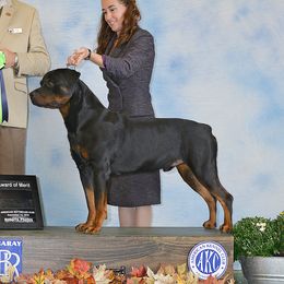 Morgan - Rottweiler