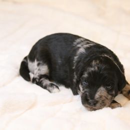Aussiedoodle Puppies from Aspen River Doodles