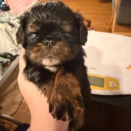 Absolem - Black and tan male English Toy Spaniel puppy in Pennsylvania from Enchanting Charlies