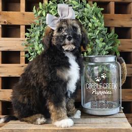 Elsie - Sable female Bernedoodle puppy in Heyworth, Illinois from Cobble Creek Puppies