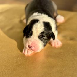 Cider - Black tri-color female Australian Shepherd puppy in Beaverdam, Virginia from Cimmarun Farm Aussies