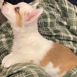 Sugarloaf - Sable merle and white female Cardigan Welsh Corgi puppy in Brookings, Oregon from Dragonfly Cardigans