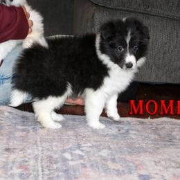 Mombo- Bi Black Boy - Black and white male Shetland Sheepdog puppy in Frazeysburg, Ohio from Mountain High Kennels
