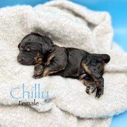 Chilly - Phantom female Goldendoodle puppy in Rome, Georgia from Victoria’s Designer Doodles