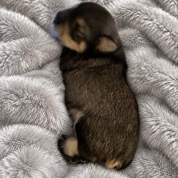 Miniature Schnauzer Puppies from Winfree’s Schnauzers