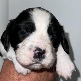 Girl 2 - English Springer Spaniel puppy from Waterworks Springers