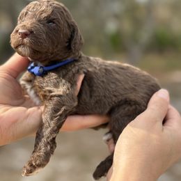 Haru - Brindle male Poodle puppy in Spring Hills, Florida from The Olympus Standard Poodle