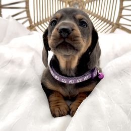 Dachshund, French Bulldog, and Pomeranian Puppies from AZ Royal Doxies llc