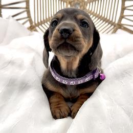 Dachshund, French Bulldog, and Pomeranian Puppies from AZ Royal Doxies llc