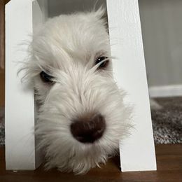 Miniature Schnauzer Puppies from Hume Family Mini Schnauzers