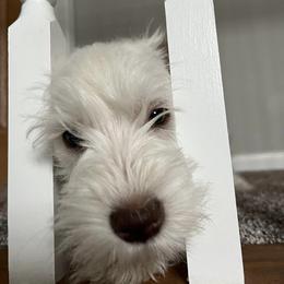 Miniature Schnauzer Puppies from Hume Family Mini Schnauzers