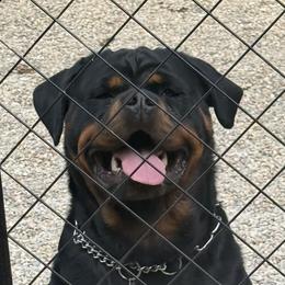 American Bullies and Rottweilers from Concrete Kennels