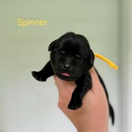 Spinner - Black female Labrador Retriever puppy in Lenoir, North Carolina from Wooten Retrievers