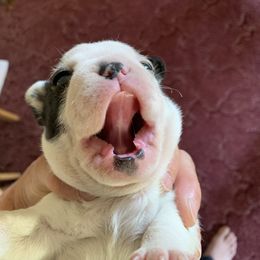 Boston Terrier, Companion Cross, and French Bulldog Puppies from High Plains French Bulldogs,Boston Terriers and Frenchtons.