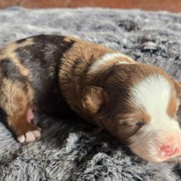 Turbo - Red merle male Miniature Australian Shepherd puppy in Paris, Texas from Blue Envy Mini Aussies