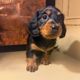 Gemma - Black and tan female Dachshund puppy in Coopersburg, Pennsylvania from Barks and Burrows