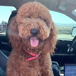 Ellie - Goldendoodle