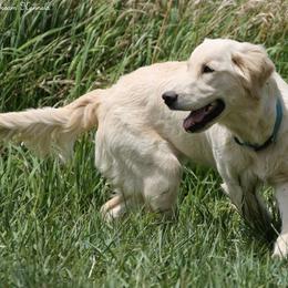 Gracie, OU Dreams Gracie Lou - Light golden female Golden Retriever puppy in Idaho Falls, Idaho from Once Upon A Dream Kennels