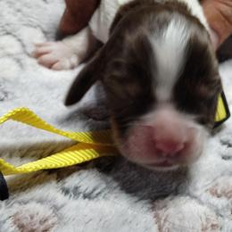 Mycena (yellow) - Liver white and tan female English Springer Spaniel puppy in Redding, California from Springer's Journey Spaniels California