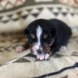 George - Black tri male Miniature Australian Shepherd puppy in Bethany, Illinois from Rachel at Marrowbone Creek Aussies