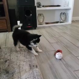 Pomsky Puppies from Peoria Pomskies