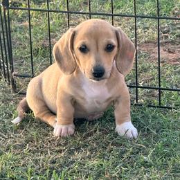 Lisa Marie - Cream female Dachshund puppy in Lexington, Oklahoma from BooneDox Miniature Dachshunds