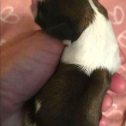 Peach - Red and white female Shih Tzu puppy in North Carolina from WillowCreek Mountain View Shih Tzu