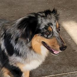 Bitsey - Australian Shepherd