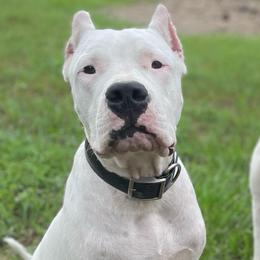 Male 1 - White male Dogo Argentino puppy in Winter Haven, Florida from Wayward’s Dogos and Spellbound Greyhounds