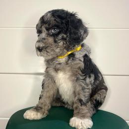 Nola - Merle female Goldendoodle puppy in Macclenny, Florida from Davis's Doodles