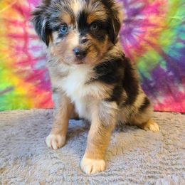Australian Shepherd, Miniature Australian Shepherd, and Toy Australian Shepherd Puppies from Hippie Dog Haven