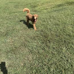 Linnet (lt green collar) - Red  female Poodle puppy in Greensboro, North Carolina from Joyful Poodles