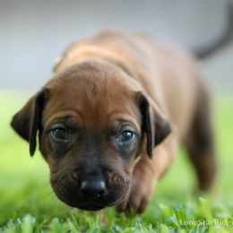 Dolly - Rd whtn blk nose female Rhodesian Ridgeback puppy in Round Rock, Texas from Lone Star Ridgebacks