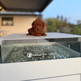 Angel - Red male Australian Labradoodle puppy in Auburn, California from Poodles and Labradoodles breeder