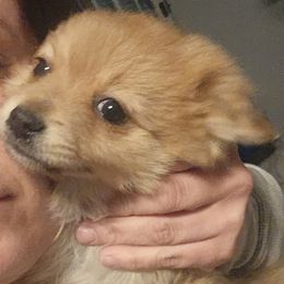 Brownie Female - Orange sable Pomeranian puppy in Mays Landing, New Jersey from KB Pom Pups