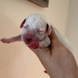 Girl 4 (Snow) - Dalmatian puppy from Spot On Dalmatians