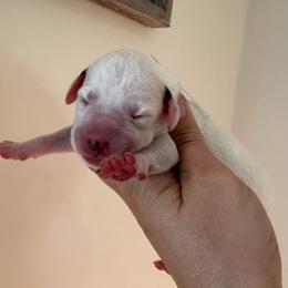 Girl 4 (Snow) - Dalmatian puppy from Spot On Dalmatians
