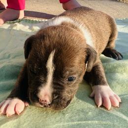 Barkley - Blue male American Staffordshire Terrier puppy in Guilford County, North Carolina from Explicit Kennel
