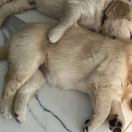 Golden Retrievers from Hillcrest Goldens
