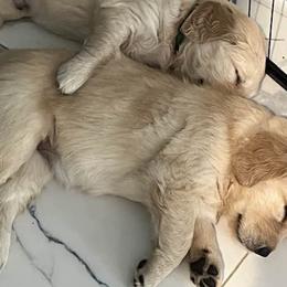 Golden Retrievers from Hillcrest Goldens