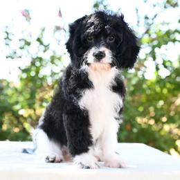 Charity - Black and white female Cavapoo puppy in Lawton, Oklahoma from Lindsey’s Cavies